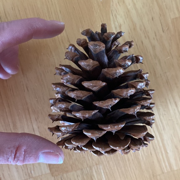 Large Pinecones (9) - Picture 3 of 5